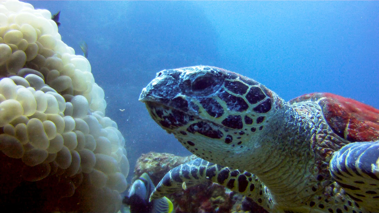 closeup of hawksbill sea turtle