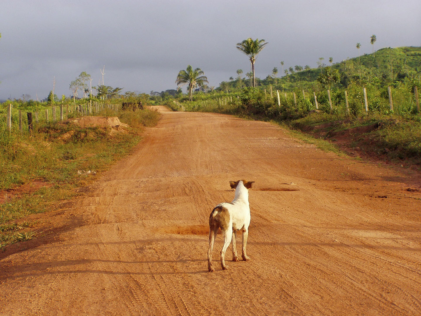 dog standing on road
