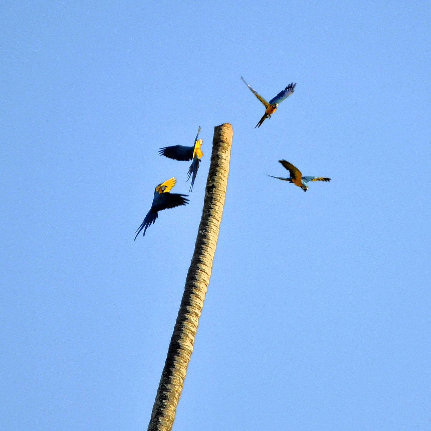 macaws flying through air