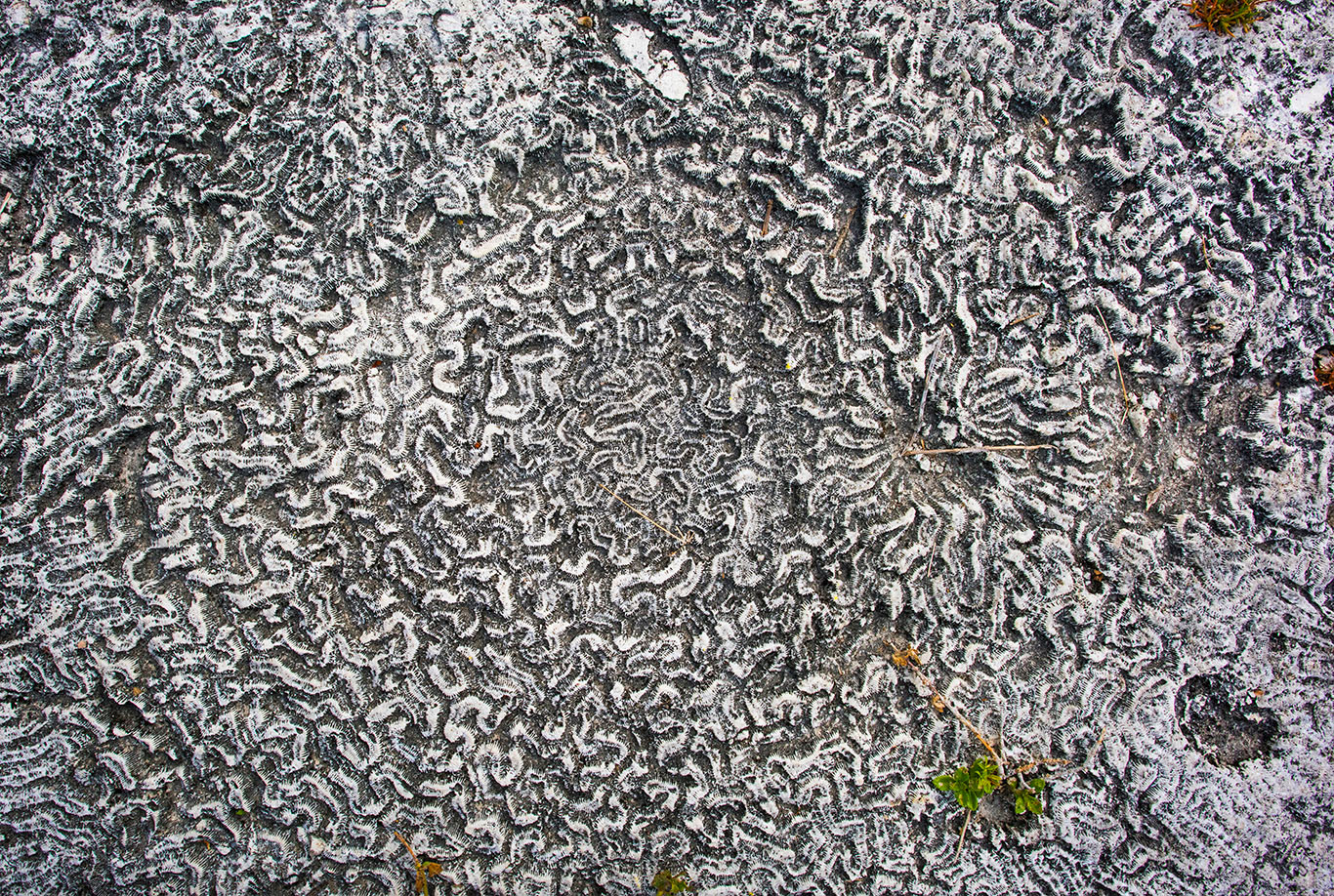 closeup of fossilized brain coral