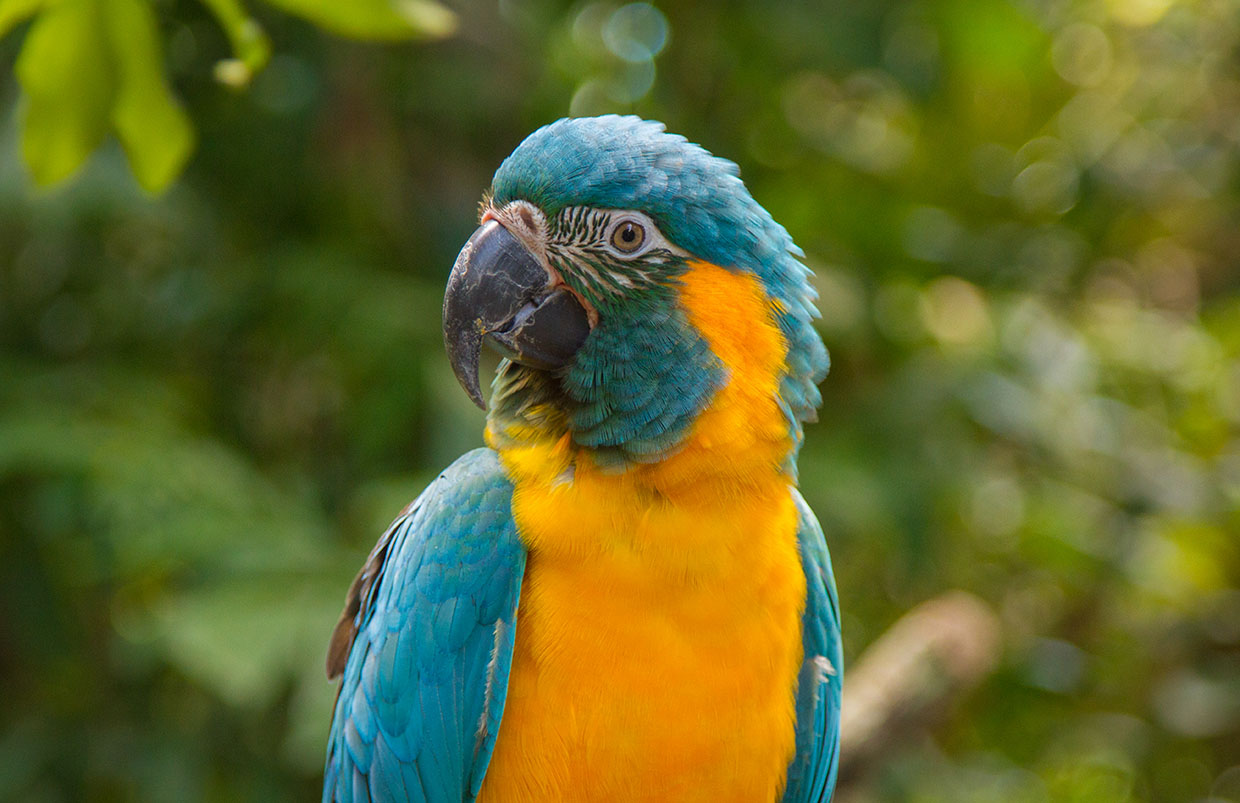 closeup of blue-throated macaw