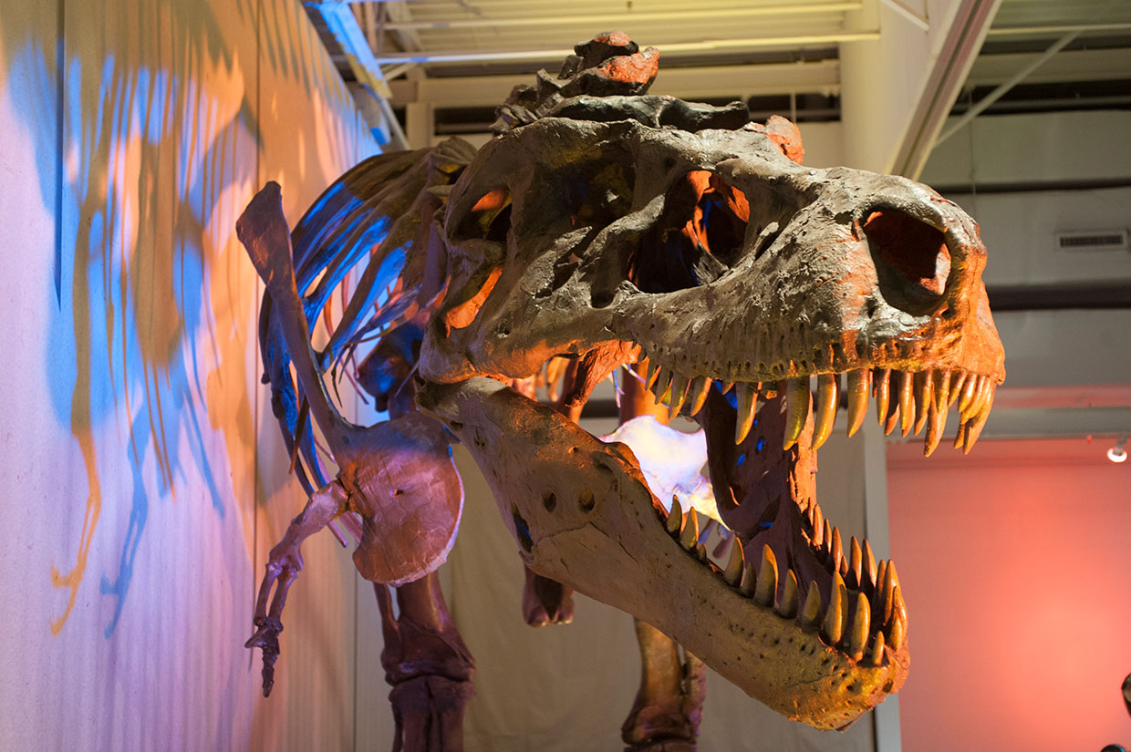 T-rex skeleton on display