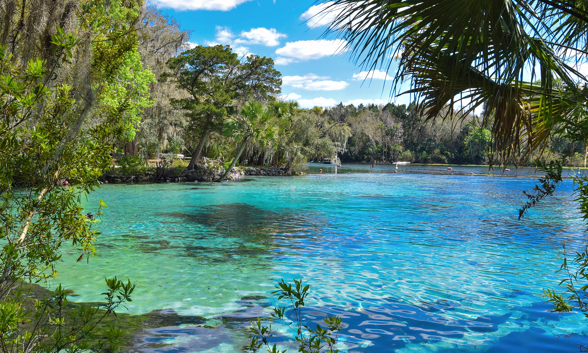 photo of bright blue water of Florida springs