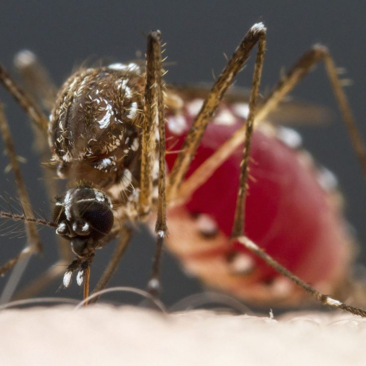 closeup of mosquito sucking blood