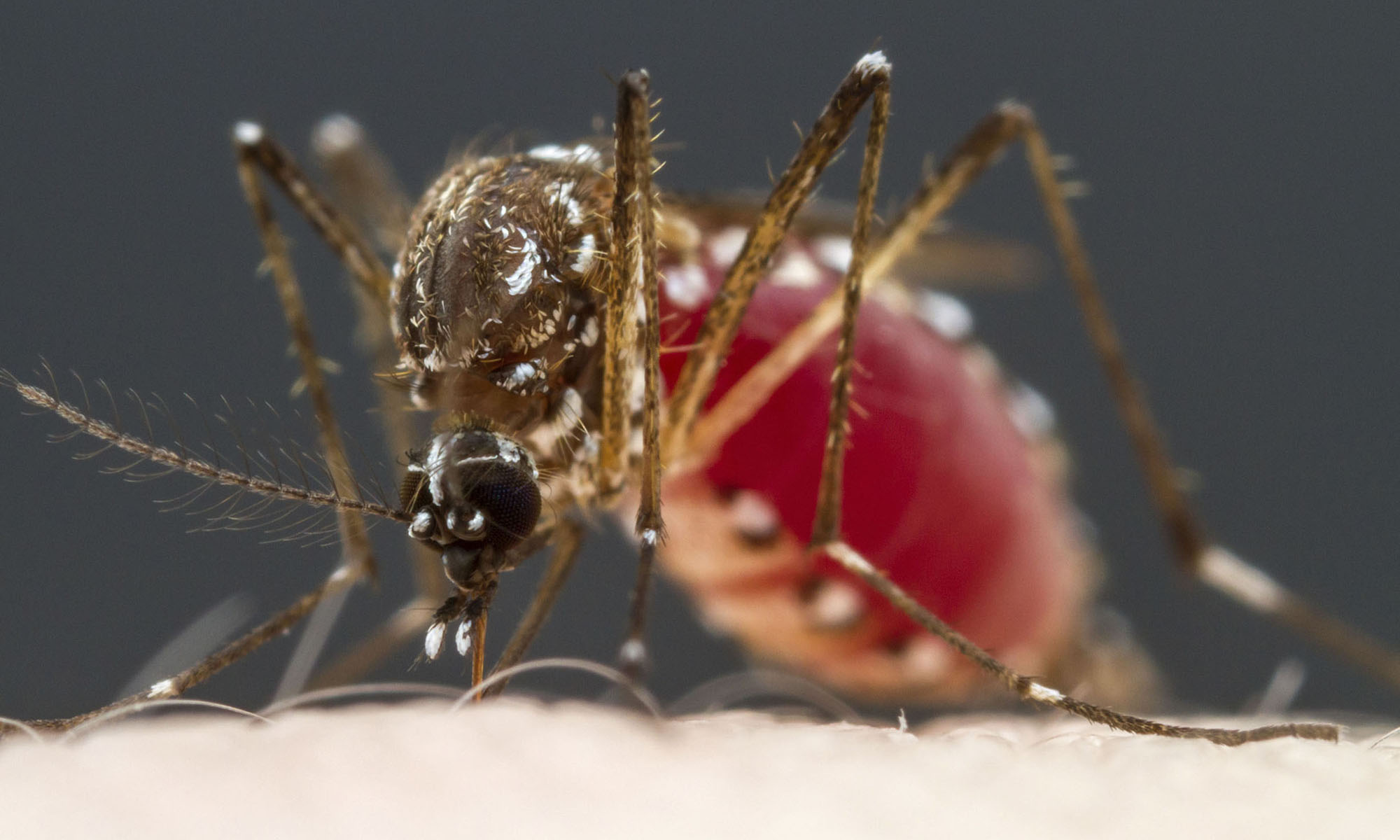 closeup of mosquito sucking blood