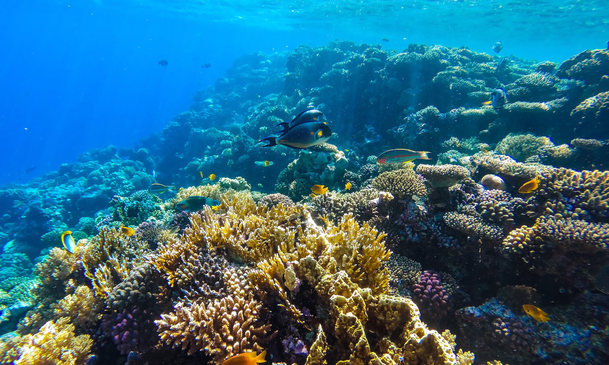 fish swim over coral reef