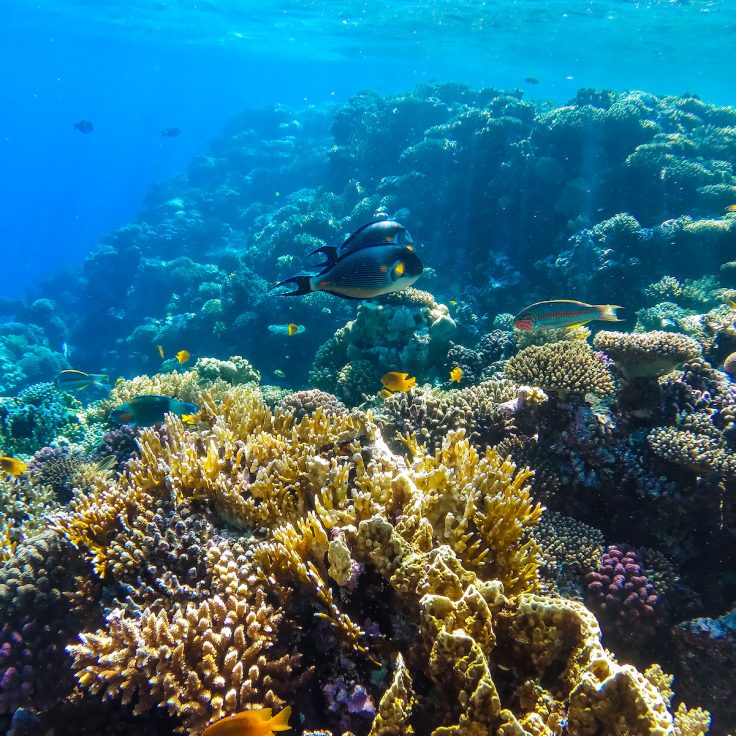 fish swim over coral reef