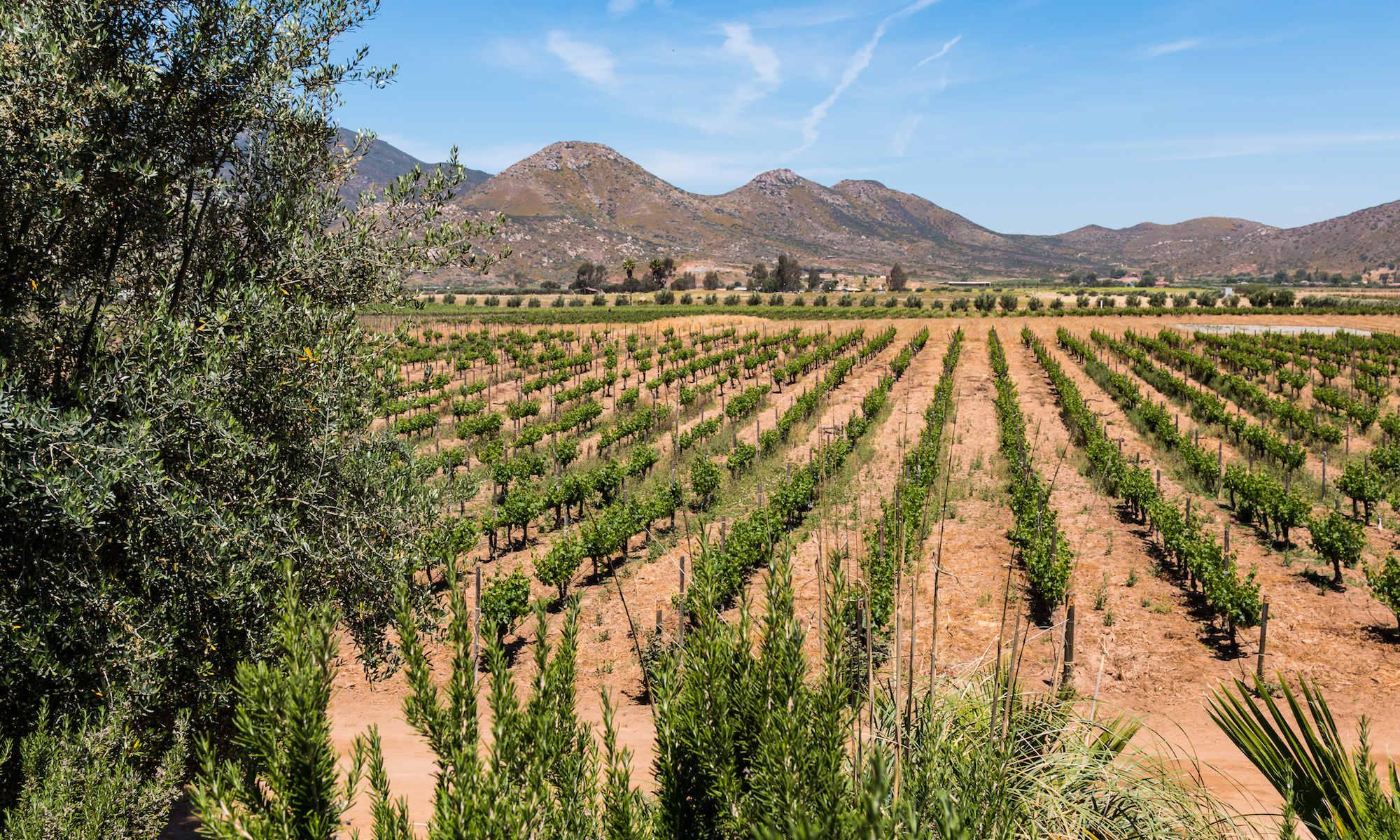 A vineyard in a valley in Ensenada, Mexico in Baja California.