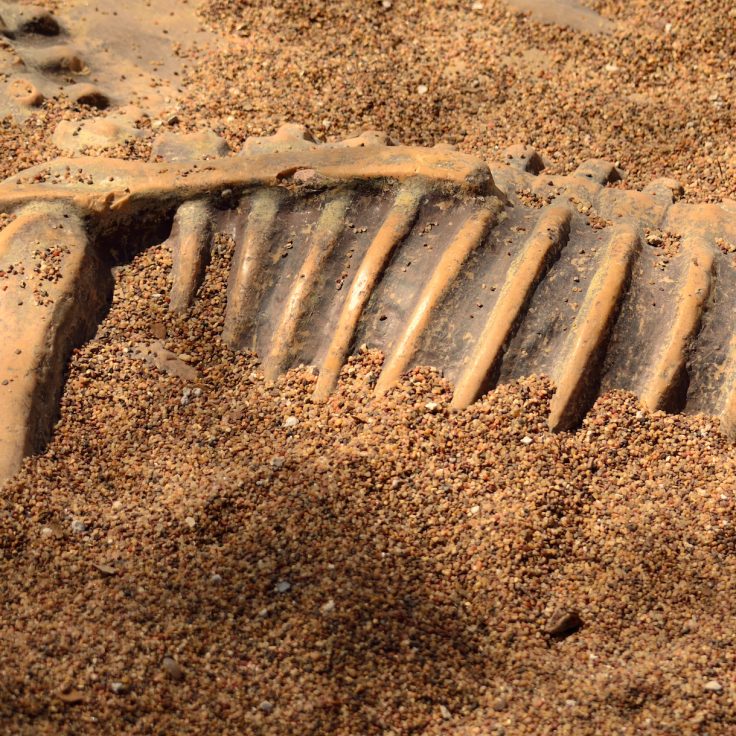 fossilized skeleton in ground