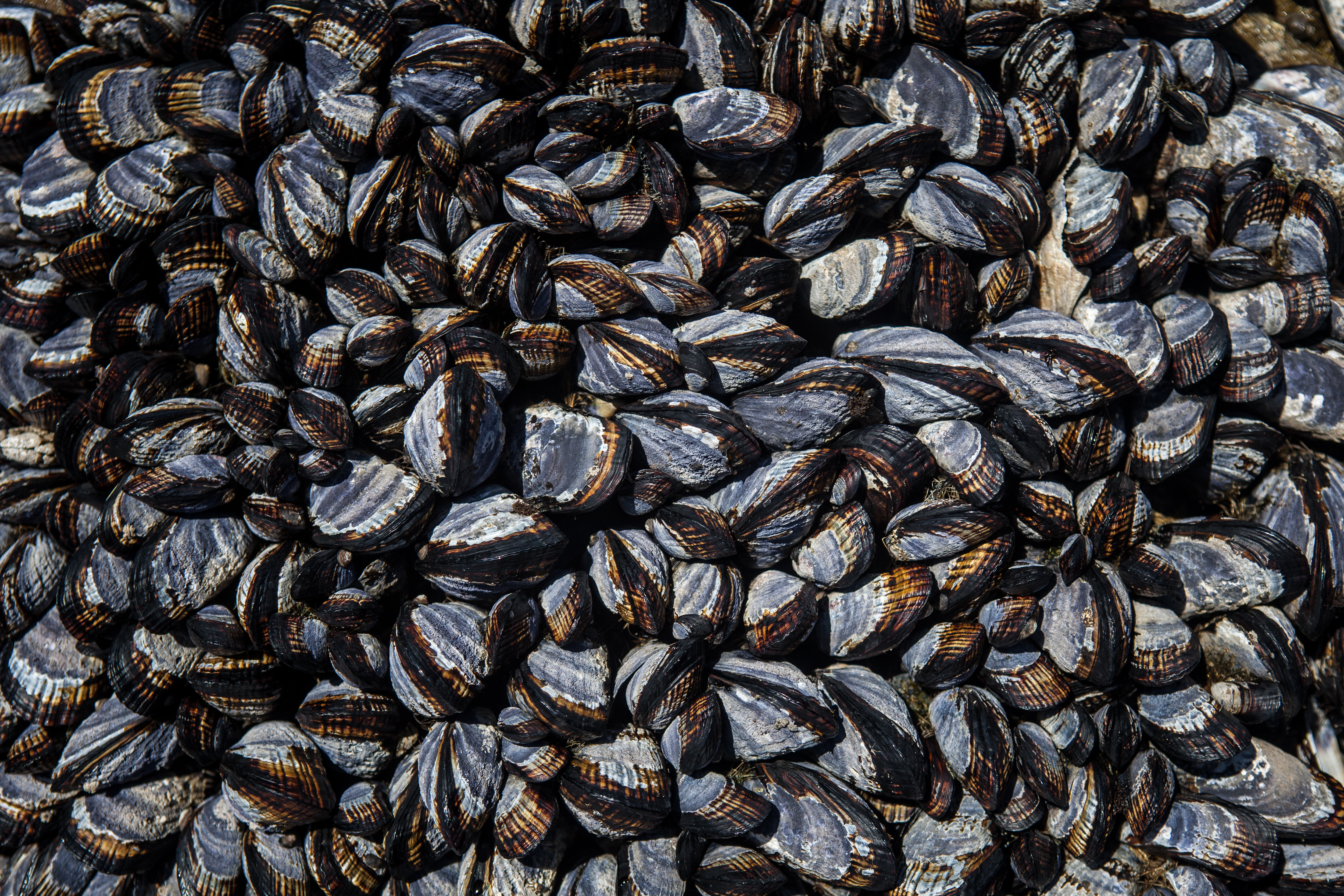 bed of mussels