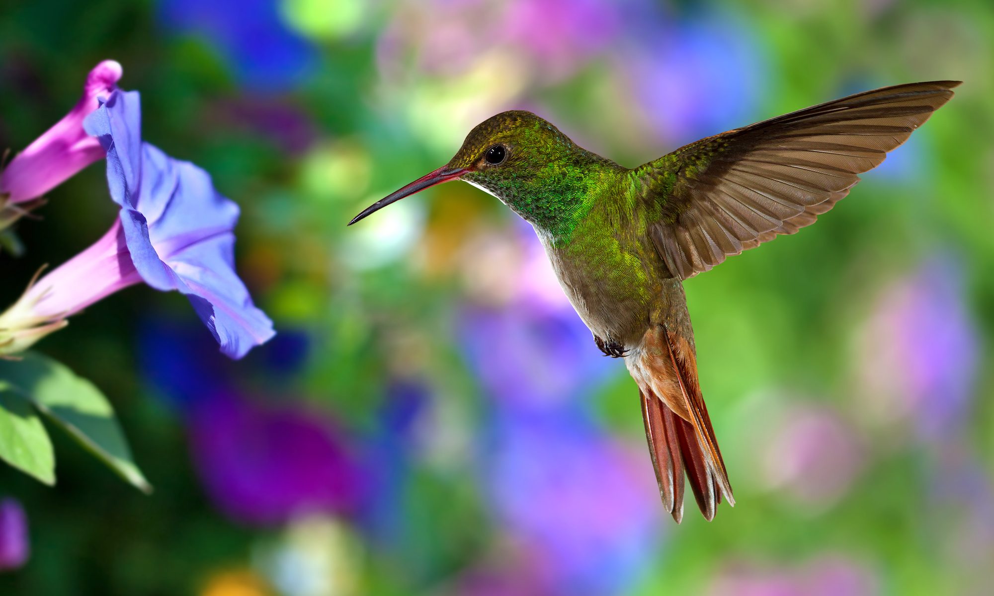 hummingbird hovers by flower