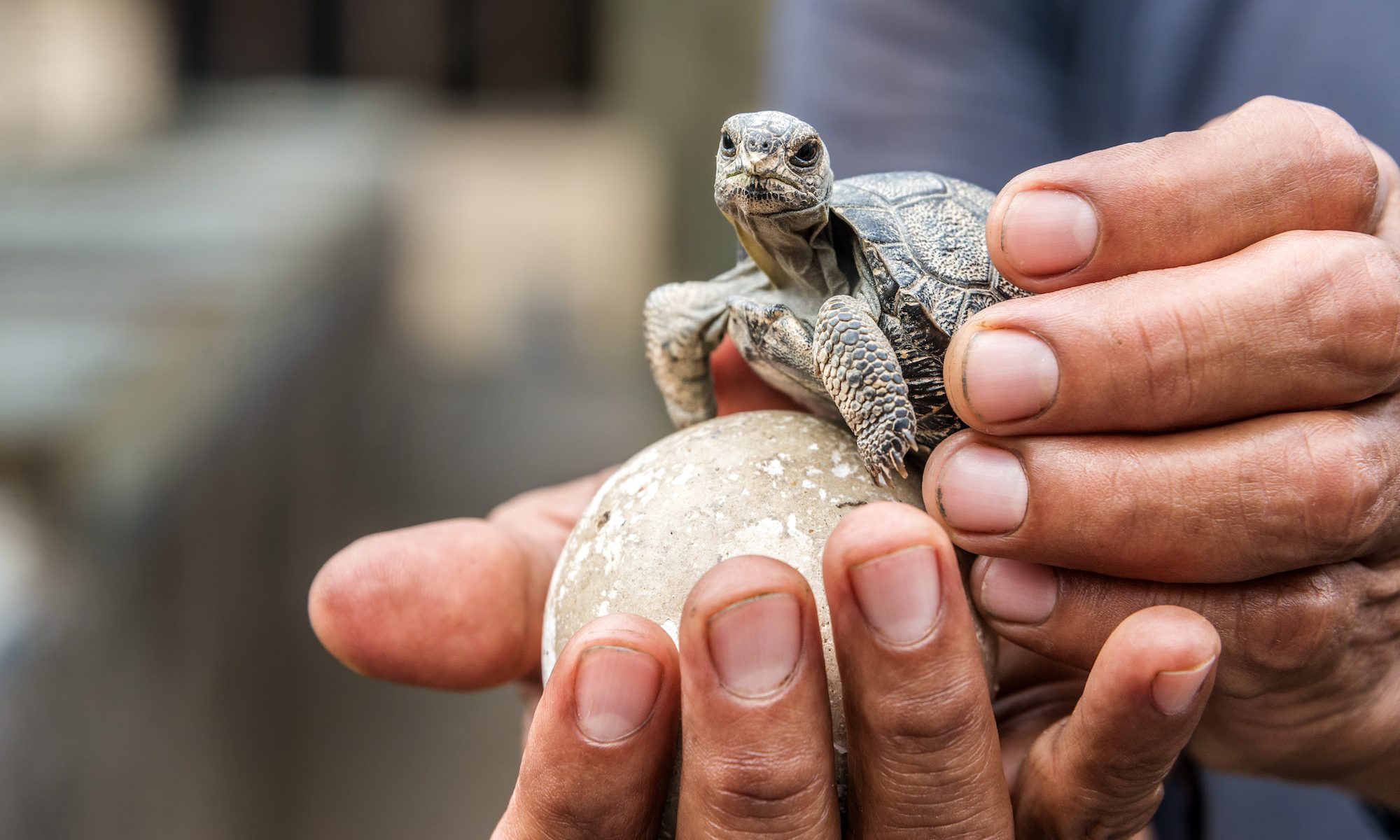 baby Galapagos tortoise sitting on human hands