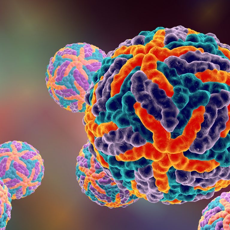 UF Researchers Tackle Dengue News