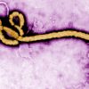 Ebola May Be Creating Its Own Immunity