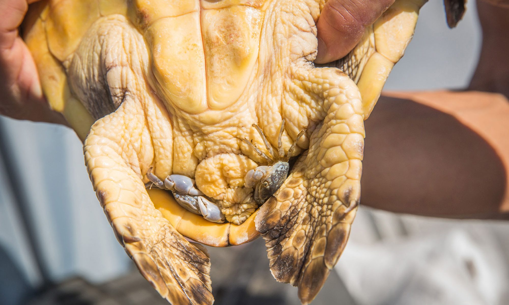 hands holding small turtle with two crabs tucked into its shell by its hind flippers