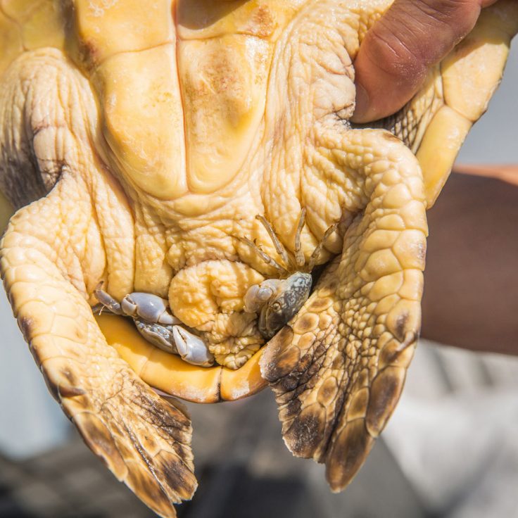 hands holding small turtle with two crabs tucked into its shell by its hind flippers