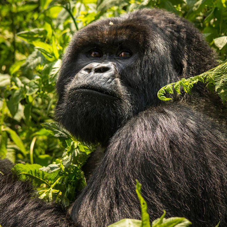 gorilla sits in foliage