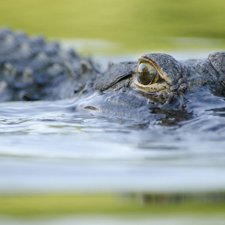 Closeup of swimming alligator