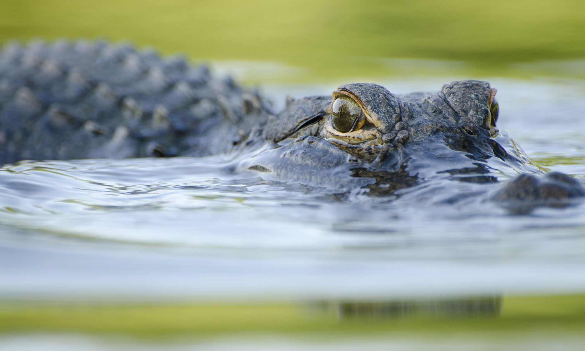 Closeup of swimming alligator