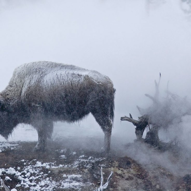 two bison stand in steamy, snowy landscape