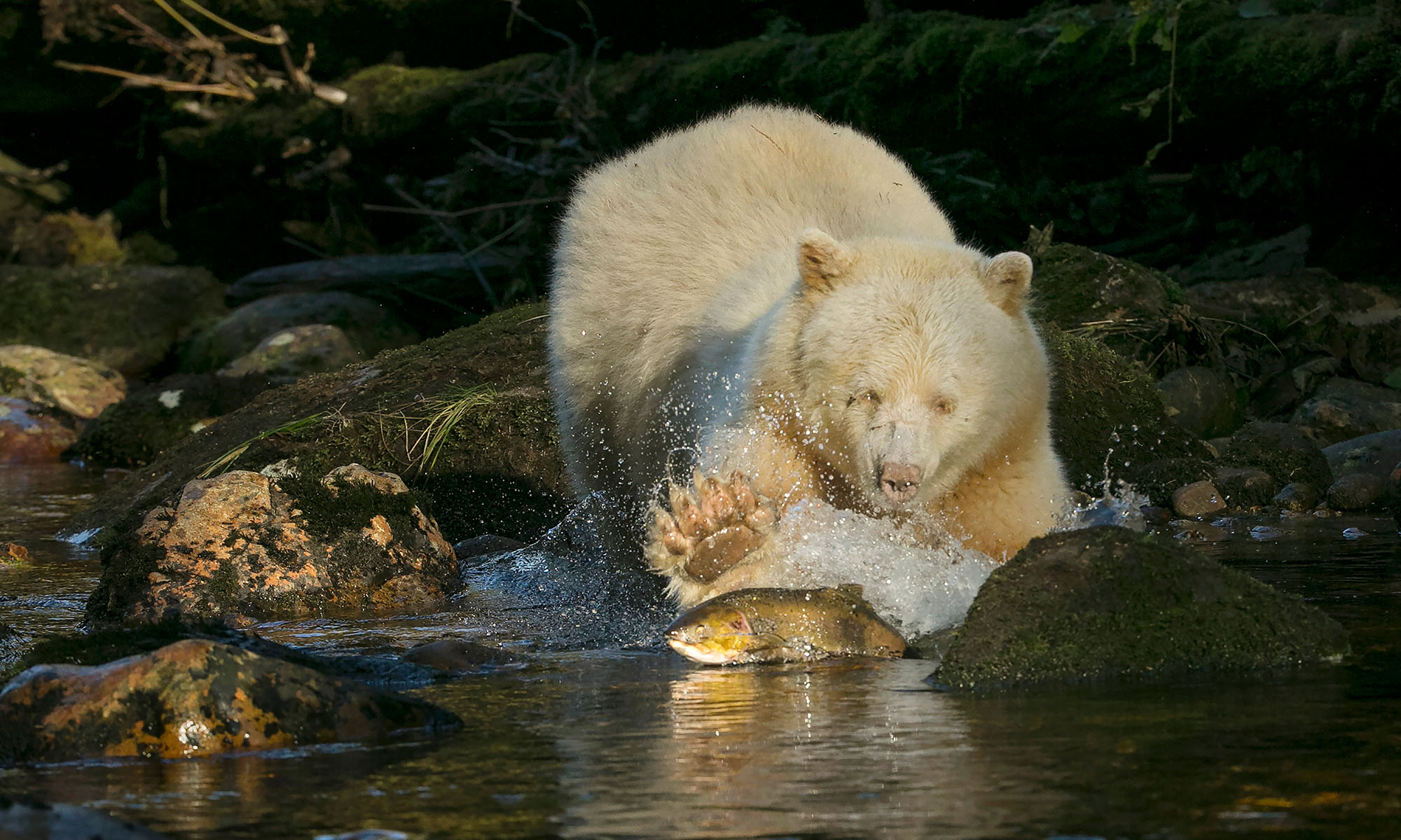 white bear pawing at fish in stream