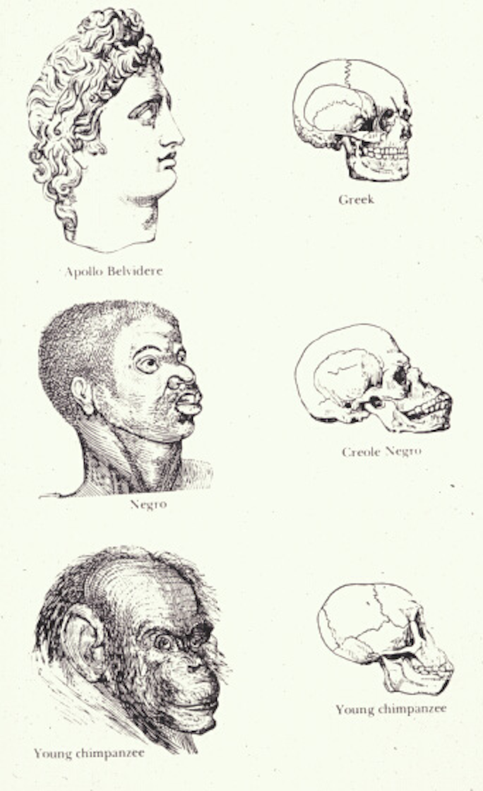 19th century drawing portraying a comparison of skulls of human races and chimpanzees