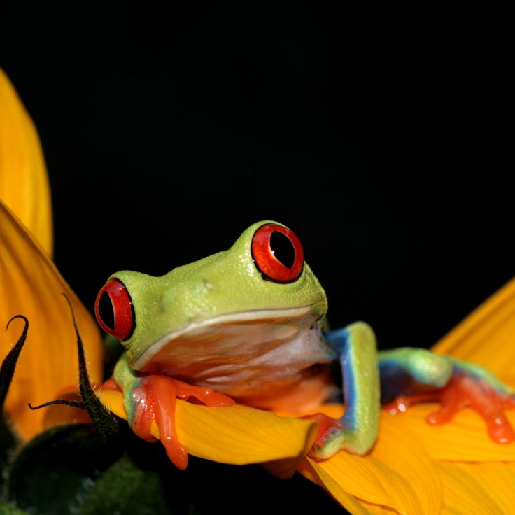 red eyed frog sitting on flower