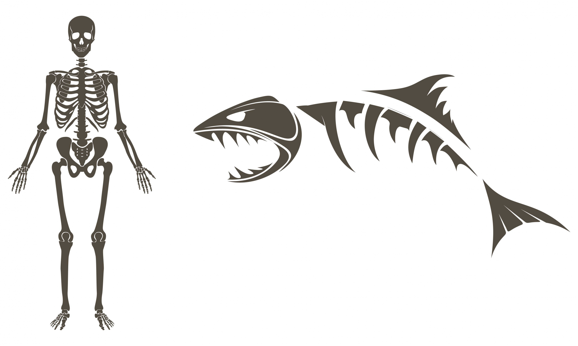 shark skeleton drawing