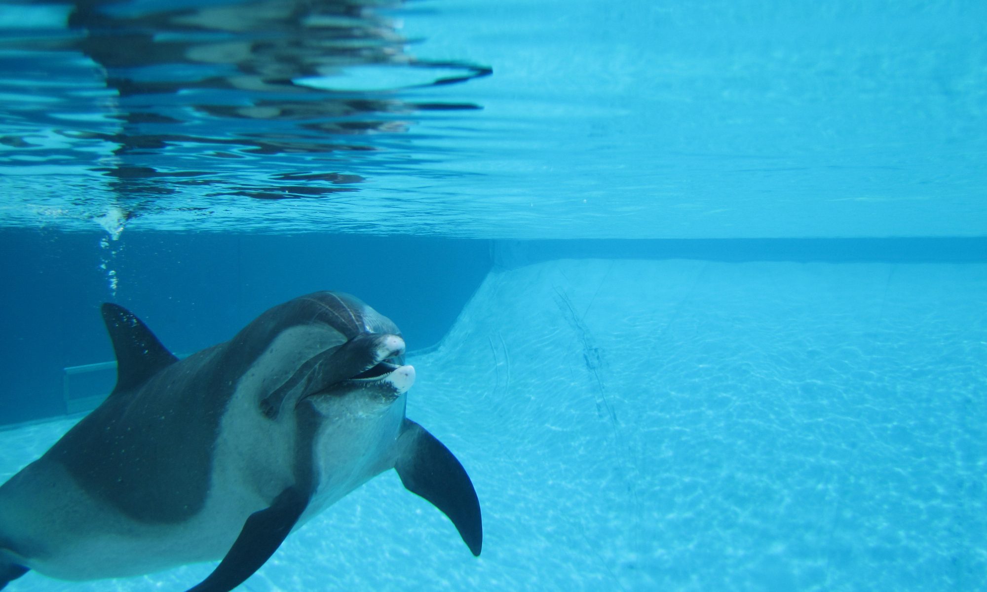 underwater photo of happy dolphin smiling