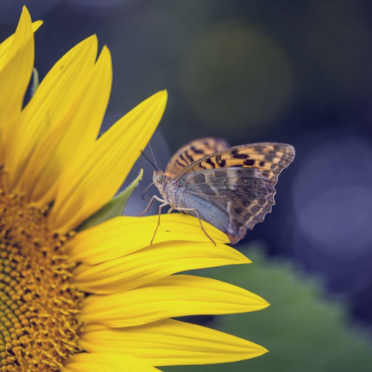Miracle and beauty of nature - brown butterfly sitting on a petal of beautiful blooming yellow sunflower growing outside in a sunny nature, with retro filter effect.