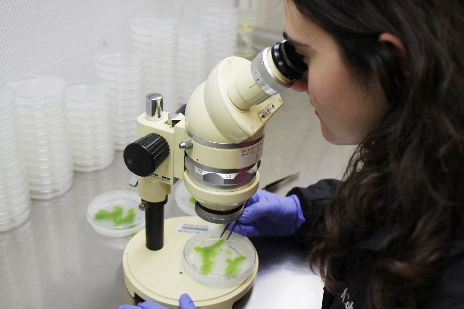 young woman using microscope to examine mini mosses