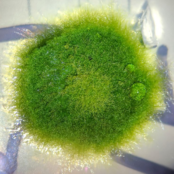 closeup of fuzzy little moss plant