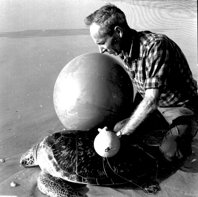 man attaches weather balloon to sea turtle on beach