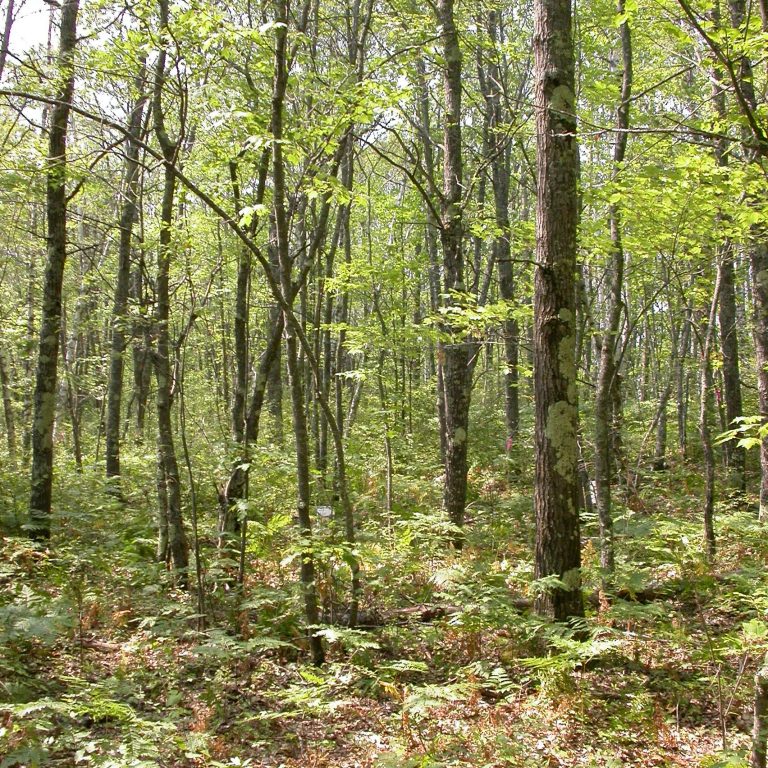 a photo of a drier forest with lighter colors