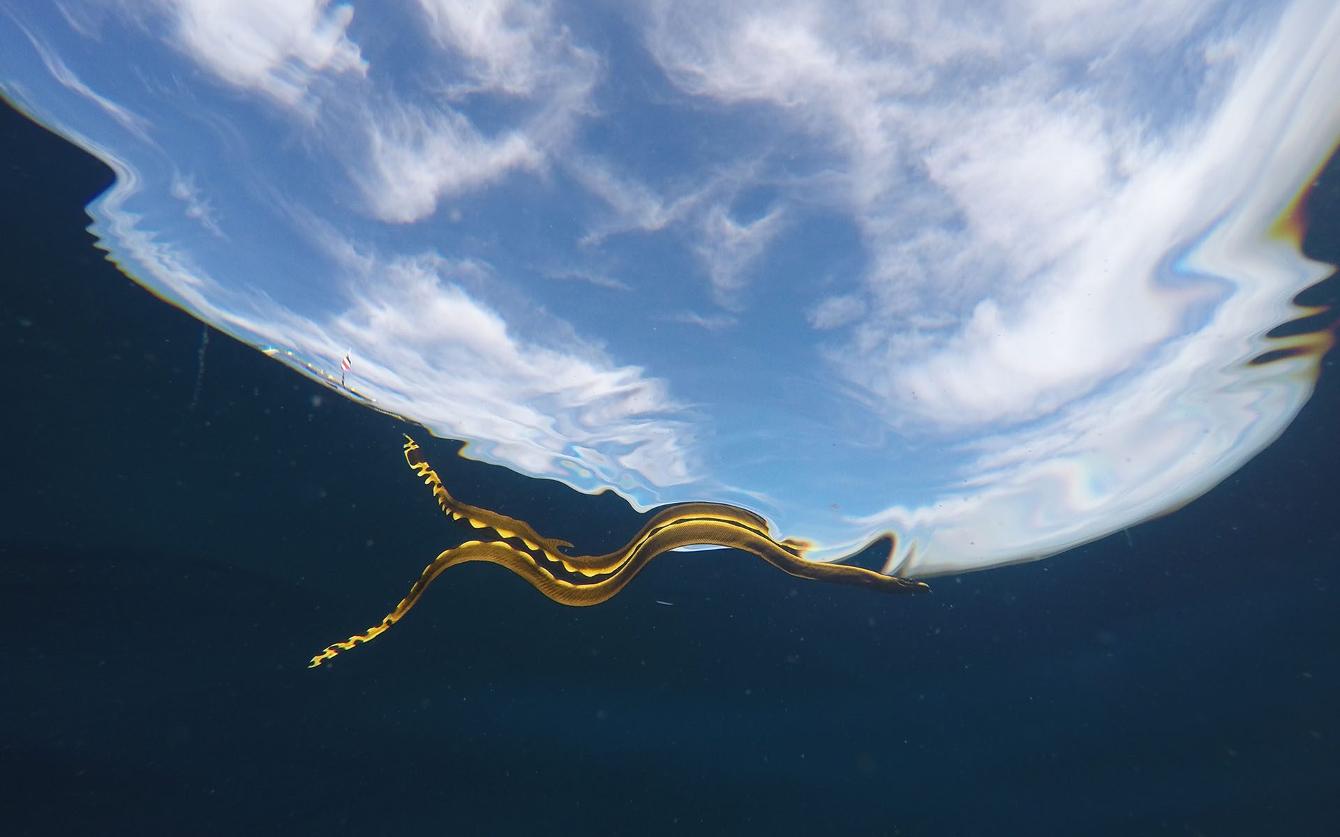 The yellow-bellied sea snake is the only pelagic species in the order Squamata (snakes and lizards).