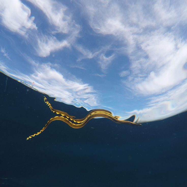 The yellow-bellied sea snake is the only pelagic species in the order Squamata (snakes and lizards).