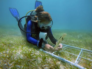 young woman diver holds ruler reading "ACCSTR" against blades of grass on the ocean floor