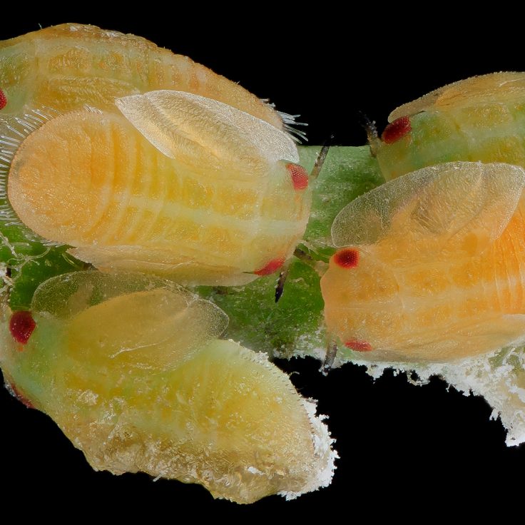 The Asian citrus psyllid insect transmits the bacterium which causes citrus greening, a disease that has devastated Florida’s citrus industry.
