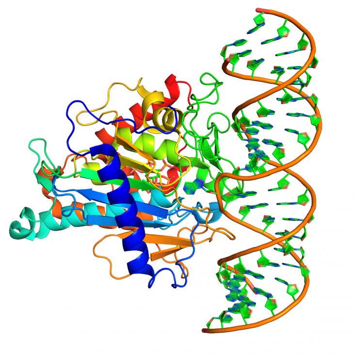 The crystal structure of human ADAR, where dysregulation by Zika may lead to neurological damage