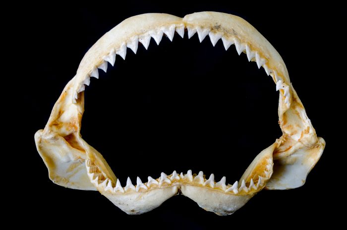 Could Humans Regenerate Teeth like Sharks? - News