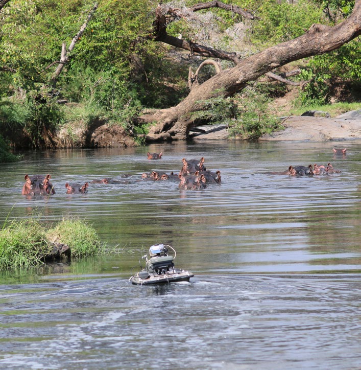 Hippos swimming in the water