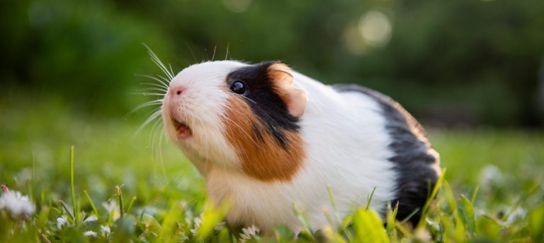 What Do Guinea Pigs Like To Do With Humans