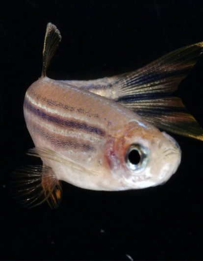 Adult Zebra Fish