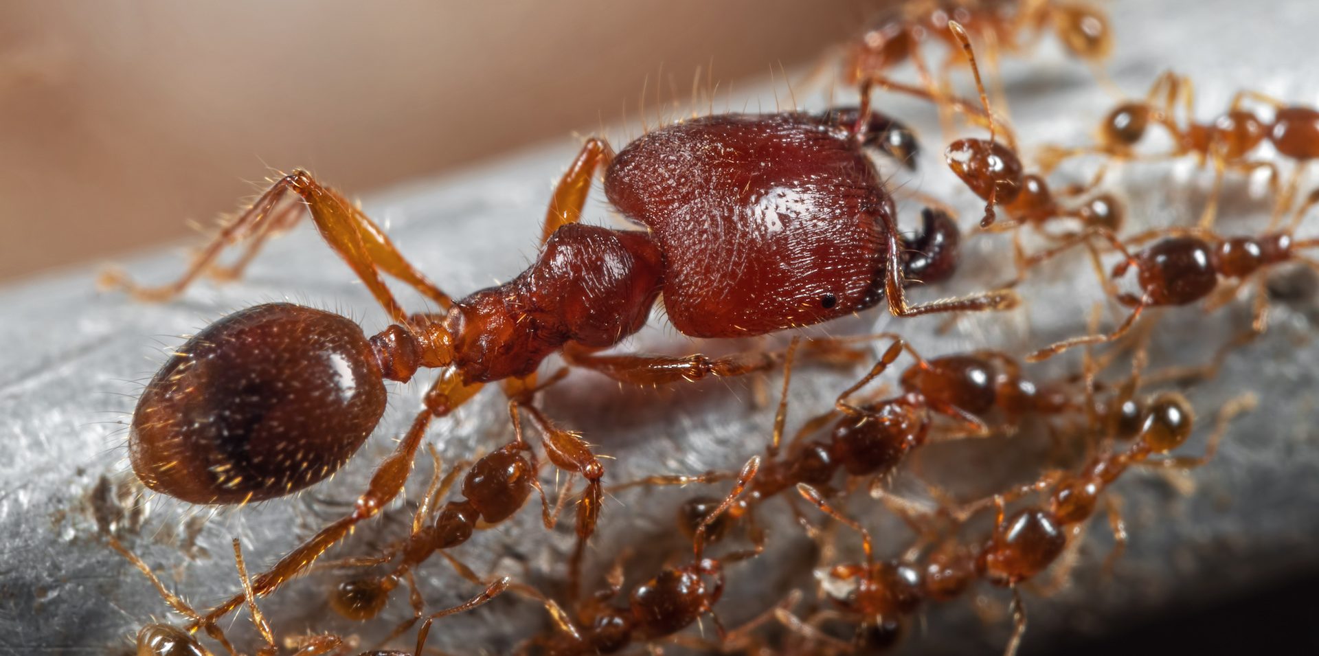 Invasive Big-Headed Ants Pose a Major Threat to a Kenyan Ecosystem - News