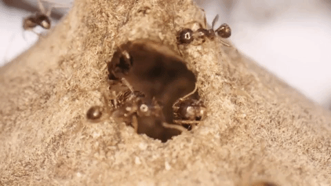big-headed ants
