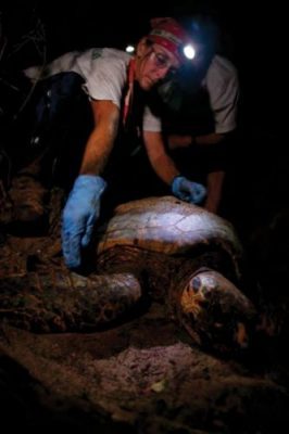 A researcher examines a large hawksbill sea turtle at night with a headlamp. 