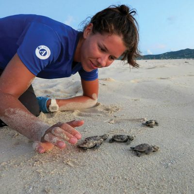 Turtle researcher Alexandra Gulick examines hawksbill sea turtle hatchlings on the shoreline of Buck Island. 