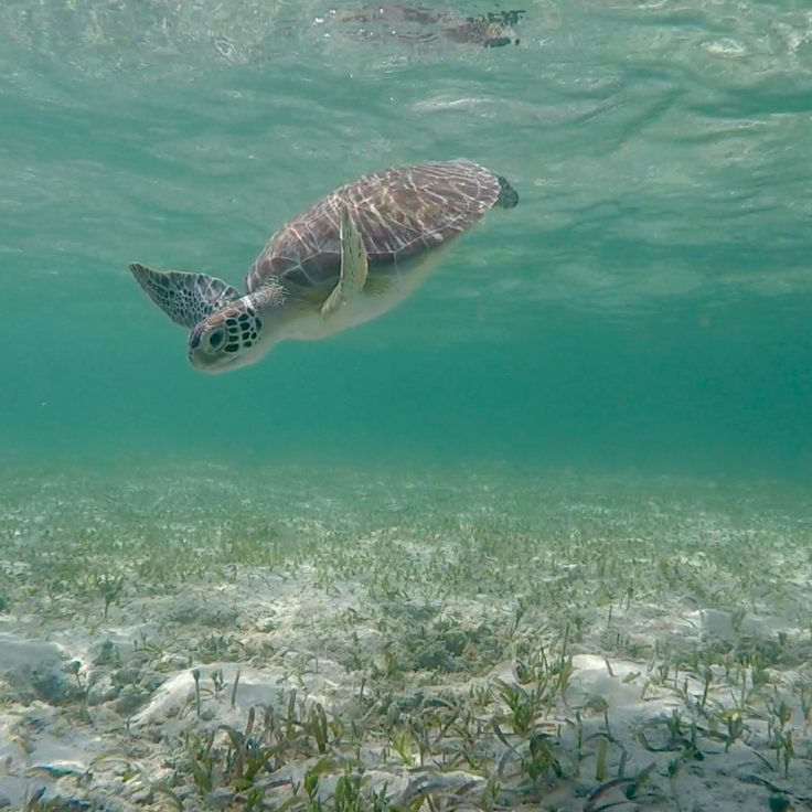 A sea turtle diving down to the sea bed