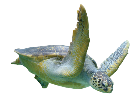 Sea turtle