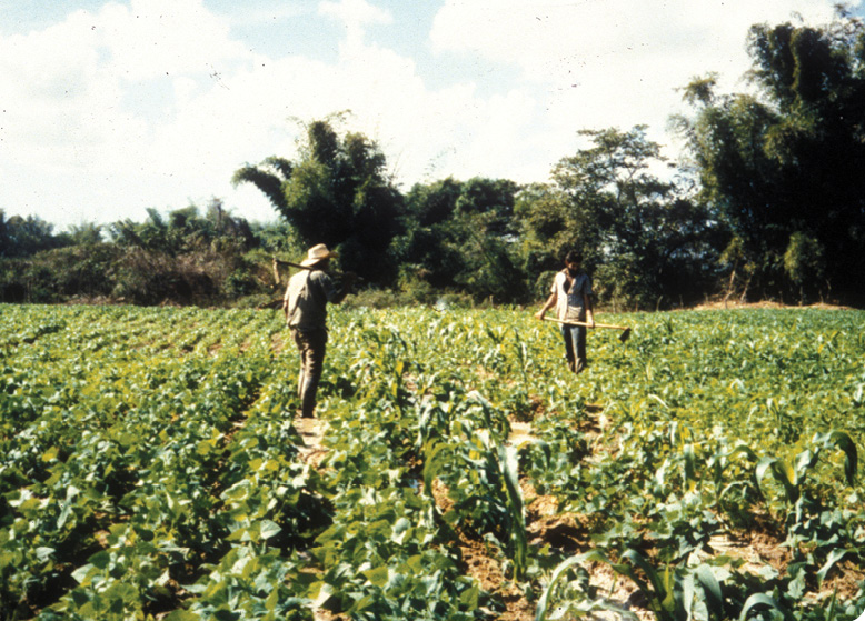 Cuban farmers working in the field